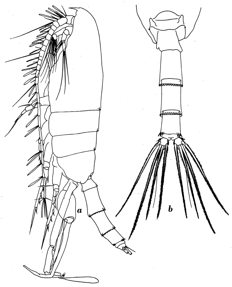 Espce Paraeuchaeta calva - Planche 6 de figures morphologiques