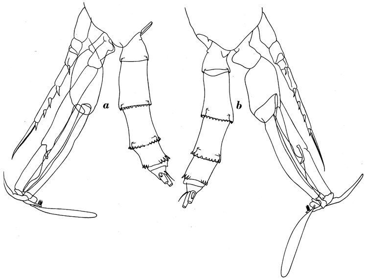 Espce Paraeuchaeta calva - Planche 7 de figures morphologiques