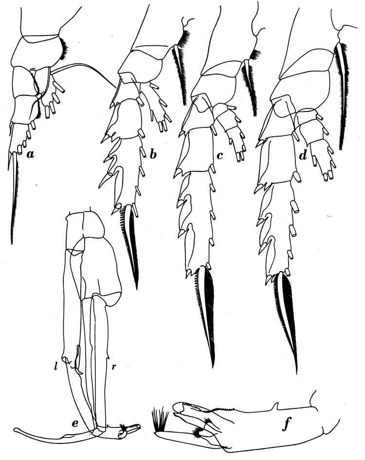 Species Paraeuchaeta calva - Plate 8 of morphological figures
