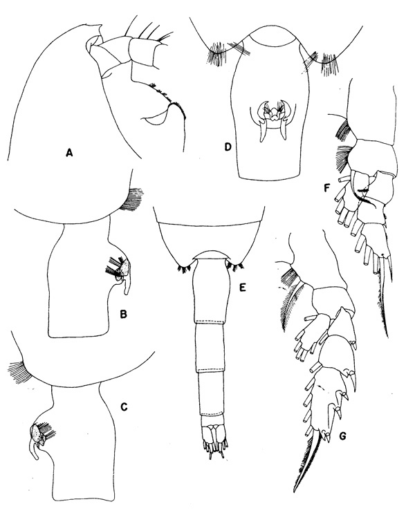 Espce Paraeuchaeta dactylifera - Planche 2 de figures morphologiques