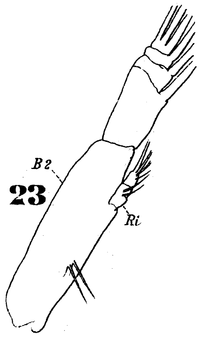 Espèce Subeucalanus subtenuis - Planche 6 de figures morphologiques