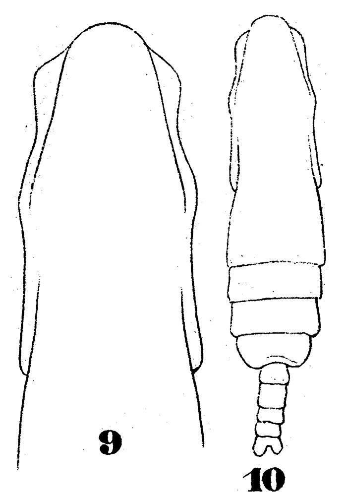 Espèce Subeucalanus subtenuis - Planche 8 de figures morphologiques