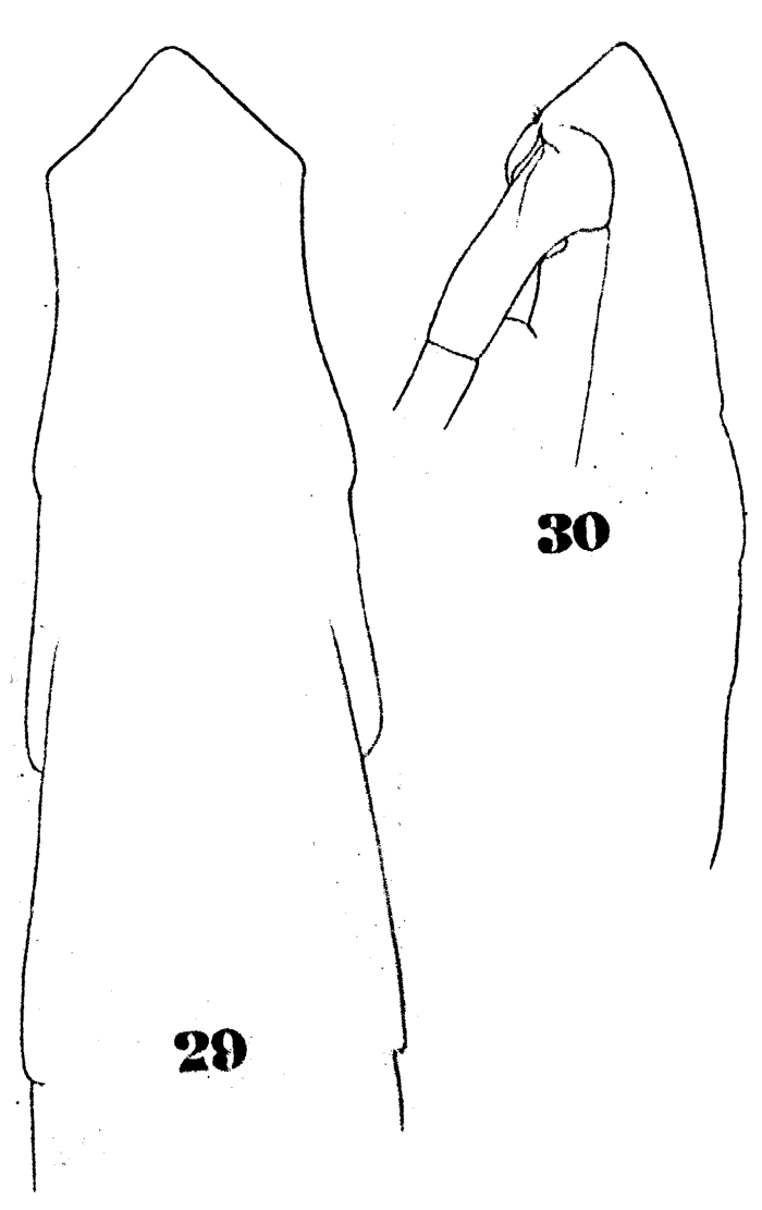 Espèce Subeucalanus subtenuis - Planche 4 de figures morphologiques