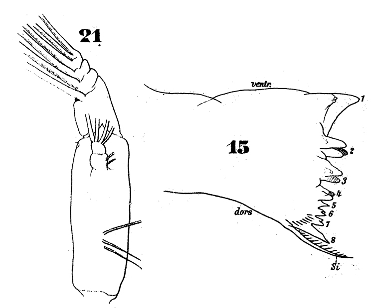 Espce Subeucalanus crassus - Planche 10 de figures morphologiques