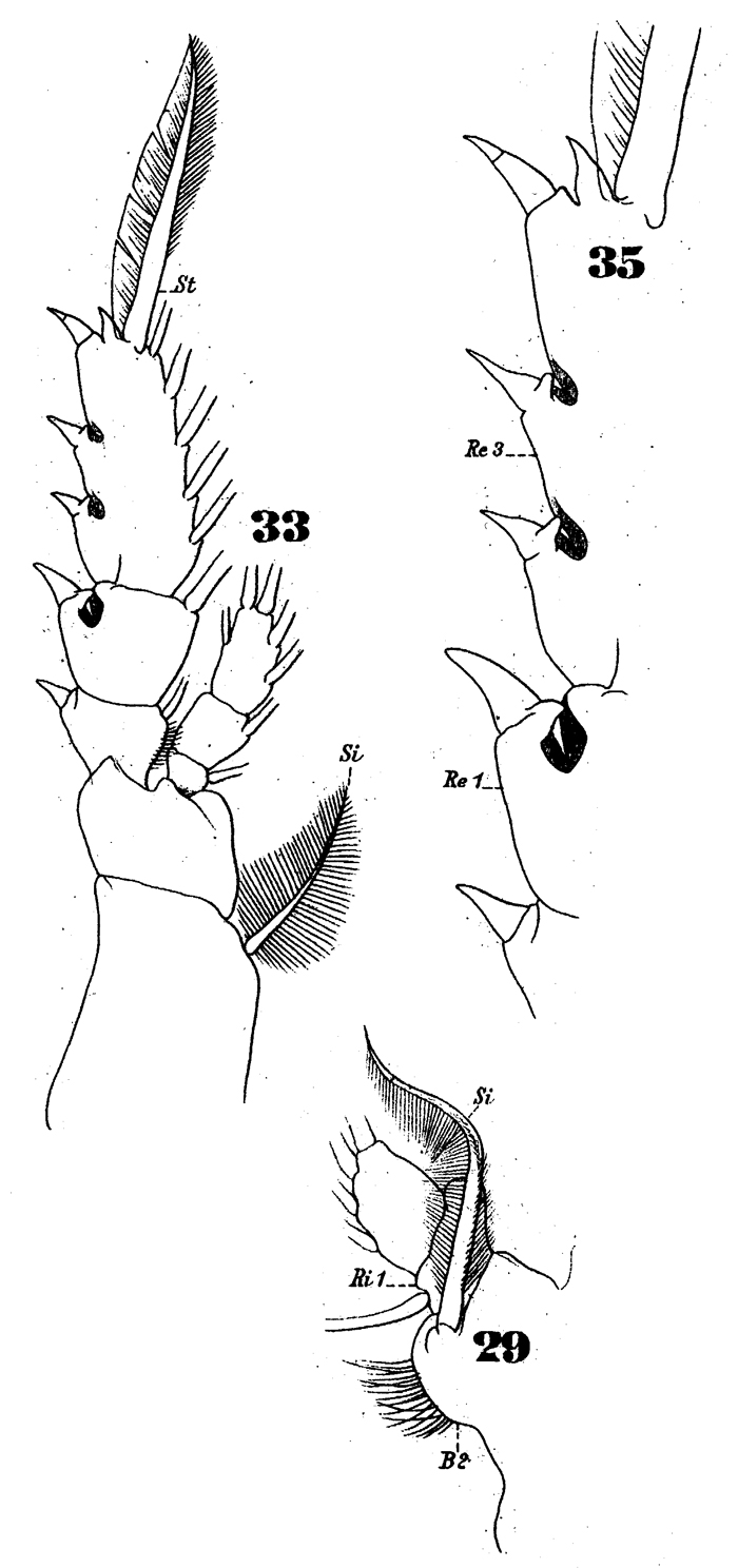 Species Subeucalanus crassus - Plate 12 of morphological figures