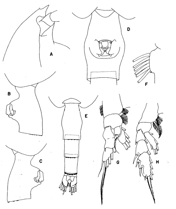Espce Paraeuchaeta abbreviata - Planche 3 de figures morphologiques