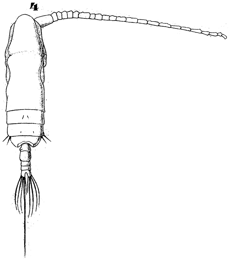 Espce Subeucalanus crassus - Planche 13 de figures morphologiques