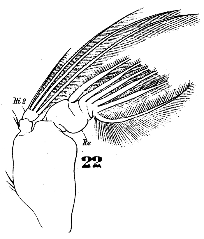 Species Subeucalanus crassus - Plate 14 of morphological figures