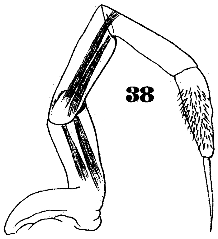 Species Subeucalanus crassus - Plate 15 of morphological figures