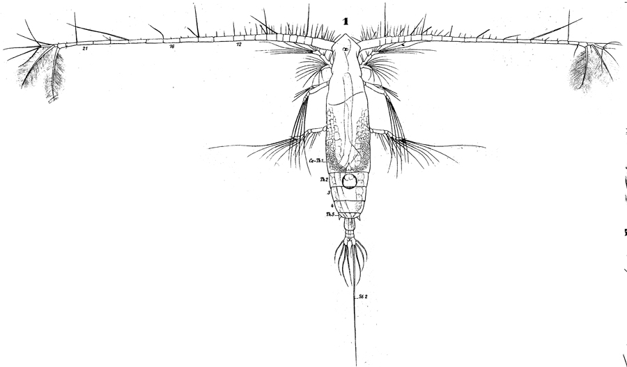 Species Eucalanus hyalinus - Plate 12 of morphological figures