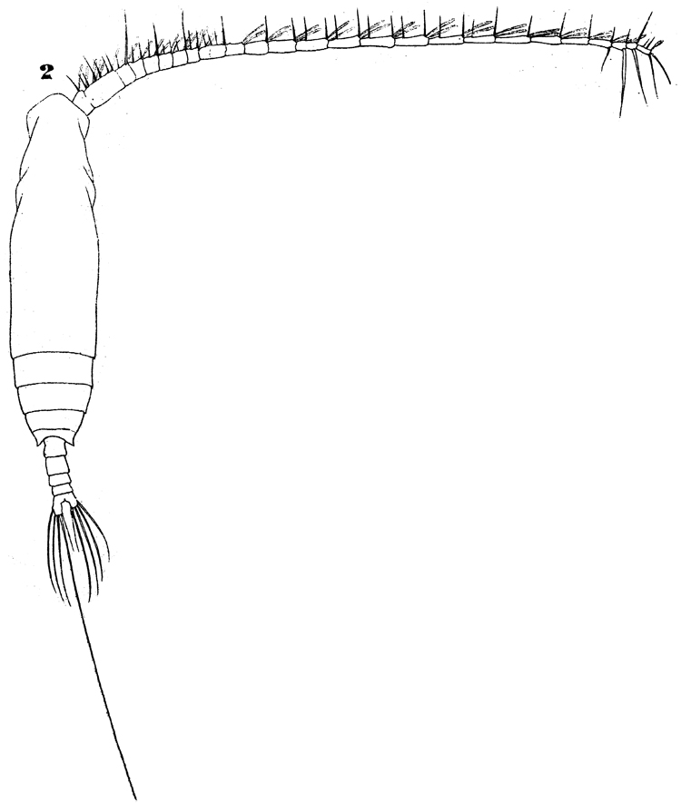 Espce Eucalanus hyalinus - Planche 17 de figures morphologiques
