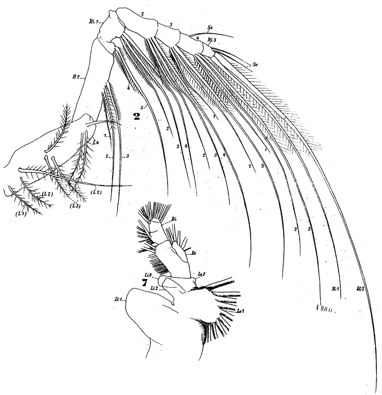 Espèce Eucalanus hyalinus - Planche 14 de figures morphologiques