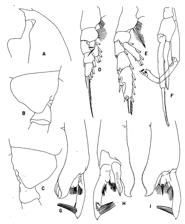 Species Paraeuchaeta abbreviata - Plate 4 of morphological figures