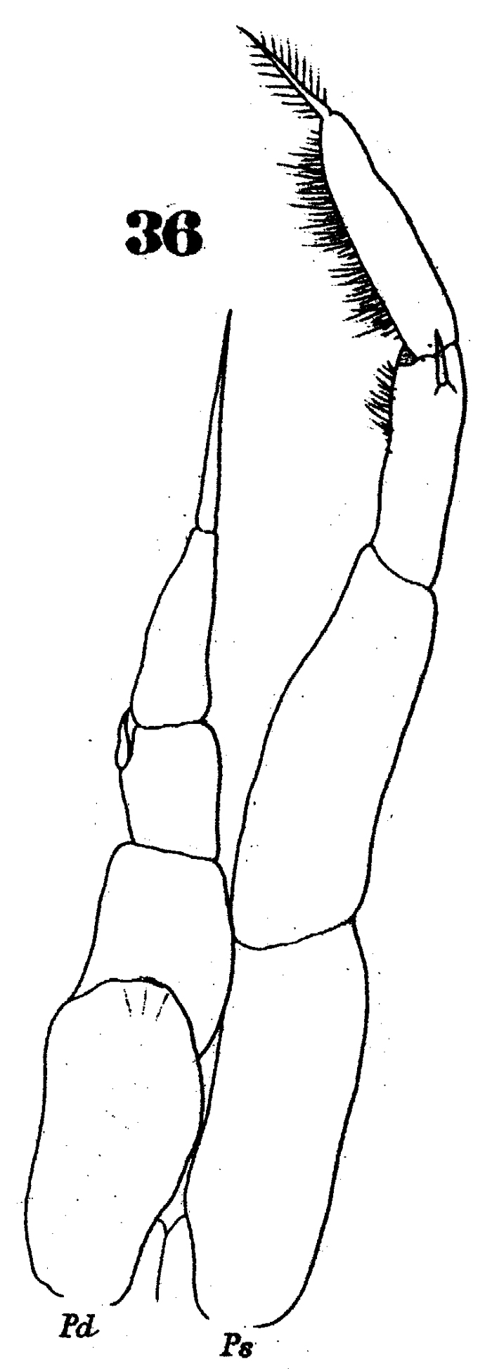 Espèce Eucalanus hyalinus - Planche 18 de figures morphologiques