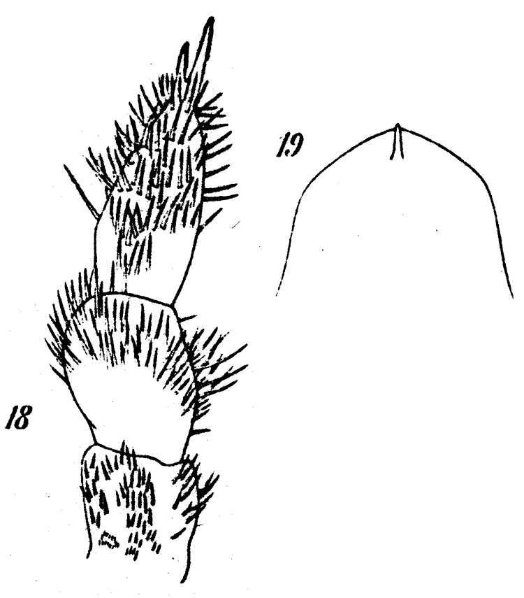 Espce Onchocalanus cristatus - Planche 13 de figures morphologiques