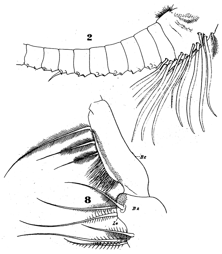 Espèce Disseta palumbii - Planche 15 de figures morphologiques