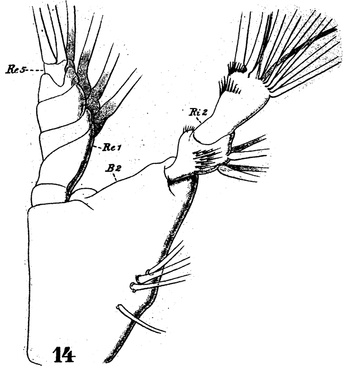 Espèce Disseta palumbii - Planche 16 de figures morphologiques