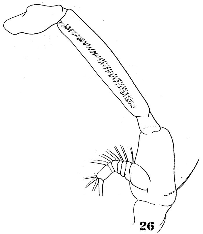 Species Haloptilus fertilis - Plate 6 of morphological figures