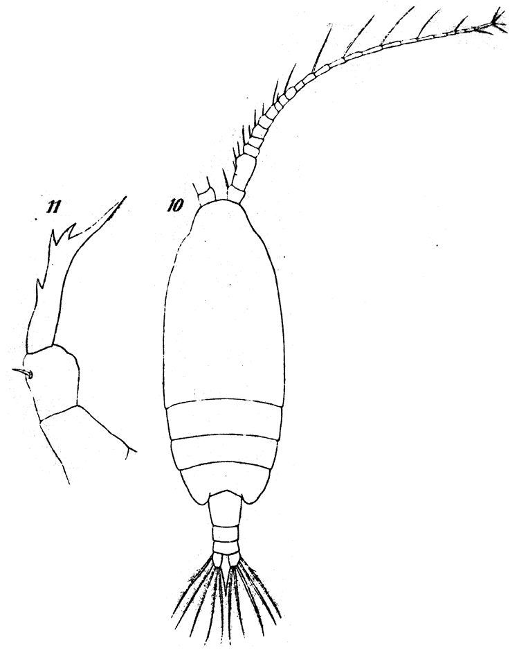 Espèce Candacia elongata - Planche 4 de figures morphologiques