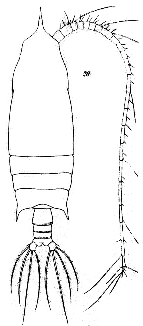 Espèce Gaetanus pileatus - Planche 12 de figures morphologiques
