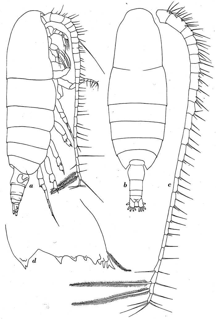 Espèce Neocalanus tonsus - Planche 10 de figures morphologiques