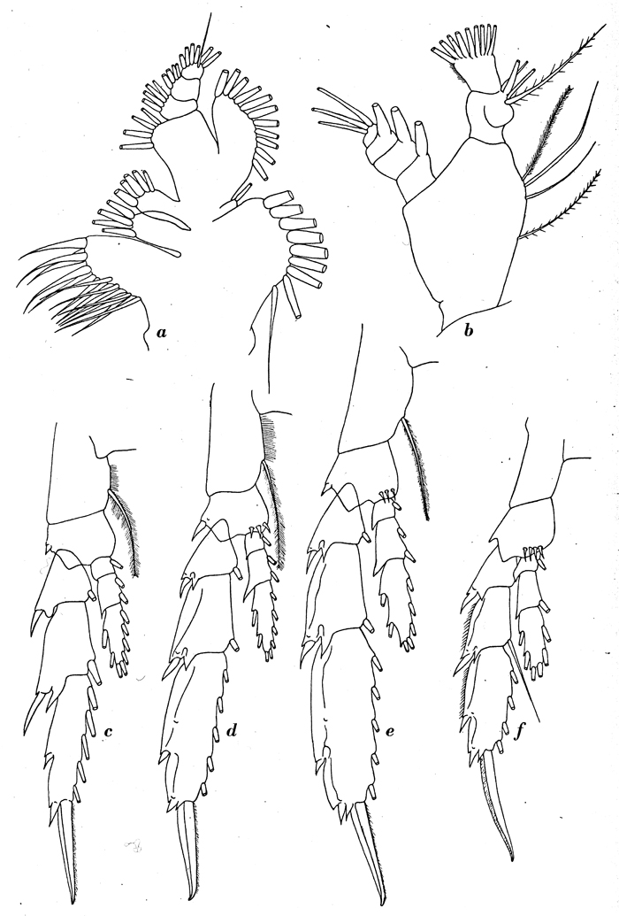 Espèce Neocalanus tonsus - Planche 11 de figures morphologiques