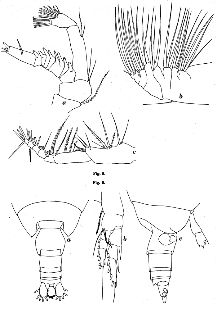 Espèce Neocalanus tonsus - Planche 12 de figures morphologiques