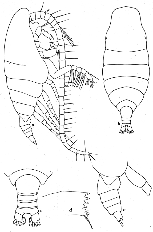 Species Mimocalanus cultrifer - Plate 4 of morphological figures