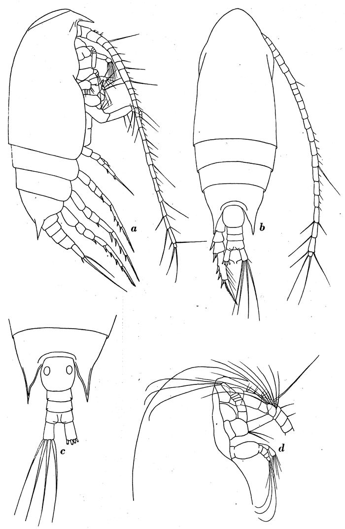 Species Aetideus australis - Plate 8 of morphological figures