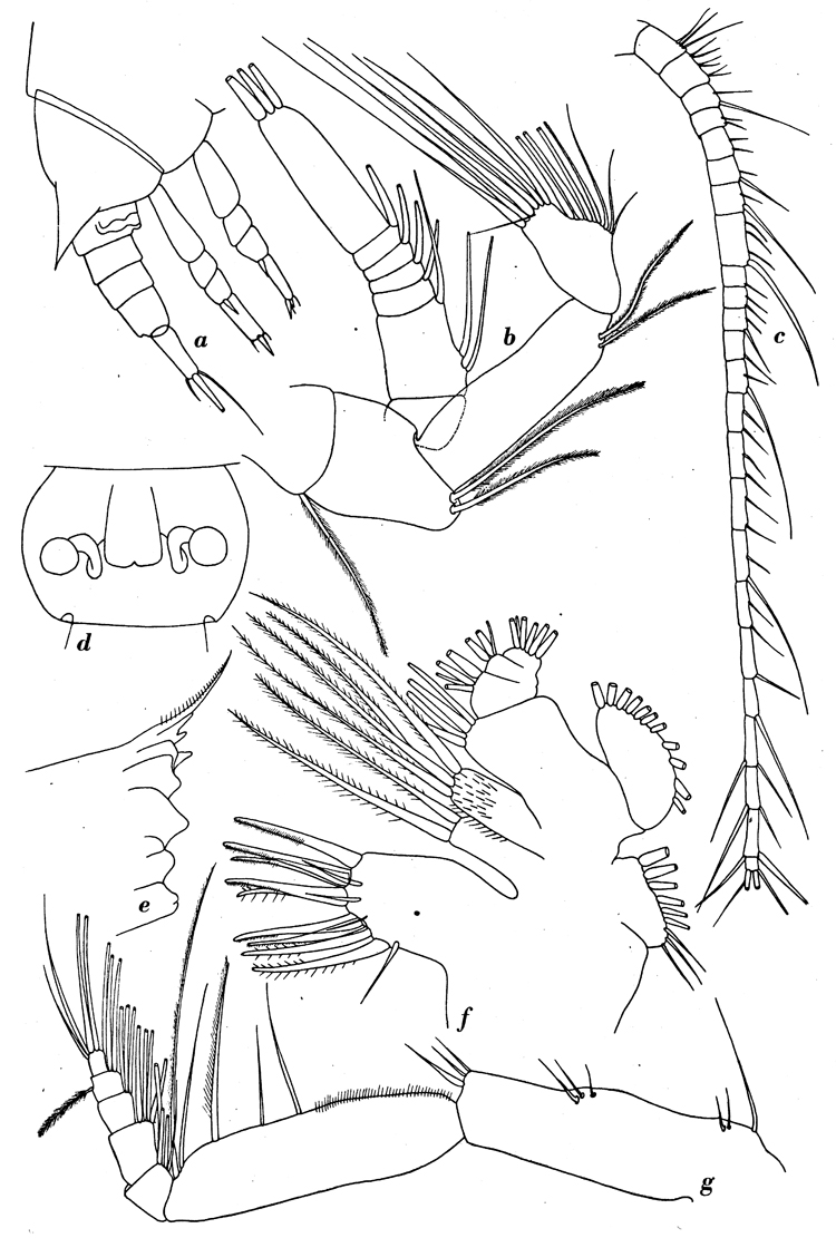 Species Aetideus australis - Plate 9 of morphological figures