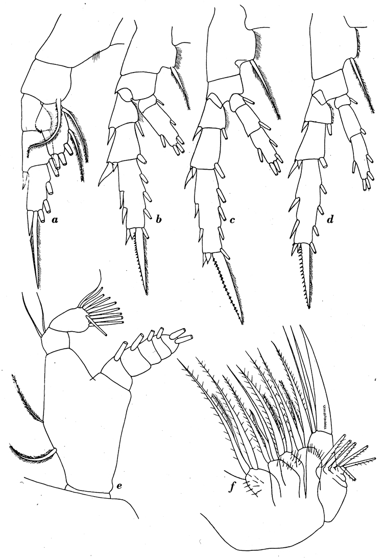 Species Aetideus australis - Plate 10 of morphological figures