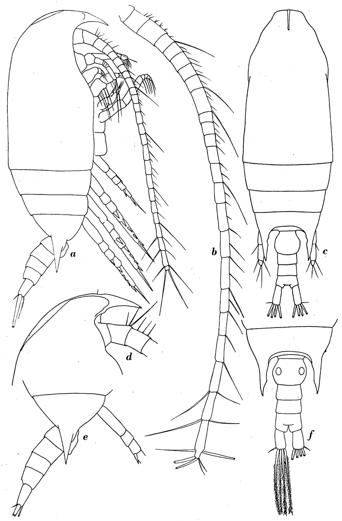 Species Aetideus bradyi - Plate 3 of morphological figures