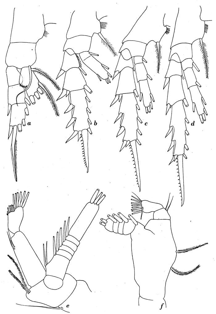 Species Aetideus bradyi - Plate 4 of morphological figures