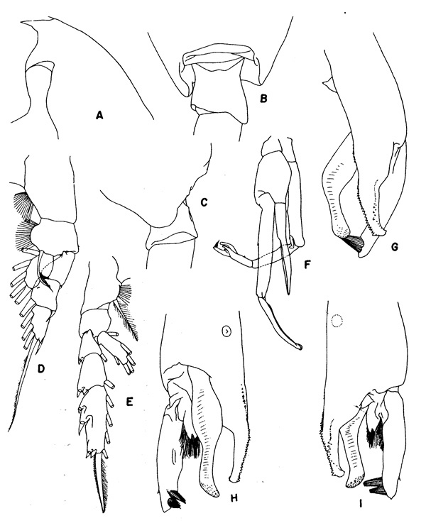 Species Paraeuchaeta hanseni - Plate 3 of morphological figures