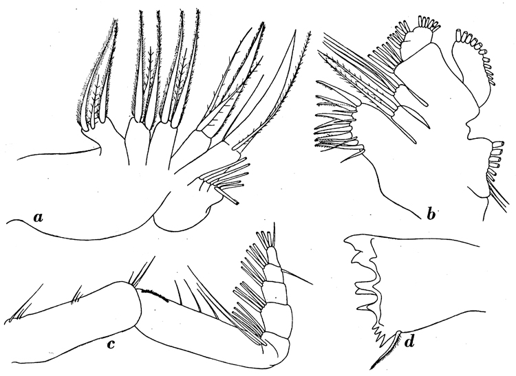 Espce Aetideus bradyi - Planche 5 de figures morphologiques