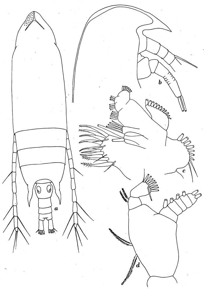 Species Aetideus giesbrechti - Plate 7 of morphological figures