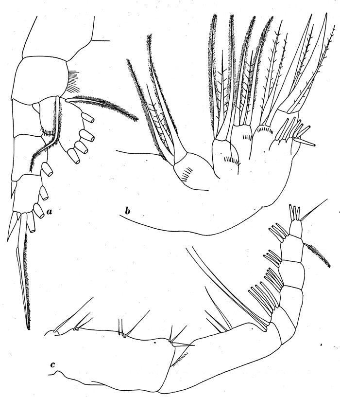Espce Aetideus giesbrechti - Planche 8 de figures morphologiques