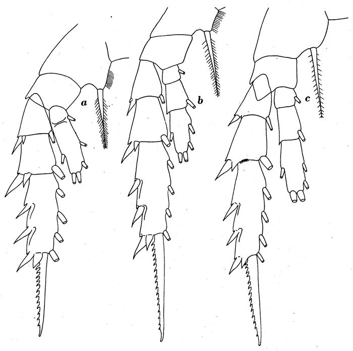 Species Aetideus giesbrechti - Plate 9 of morphological figures