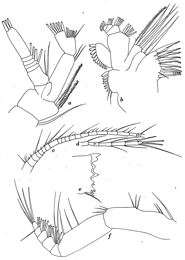 Species Aetideus acutus - Plate 9 of morphological figures