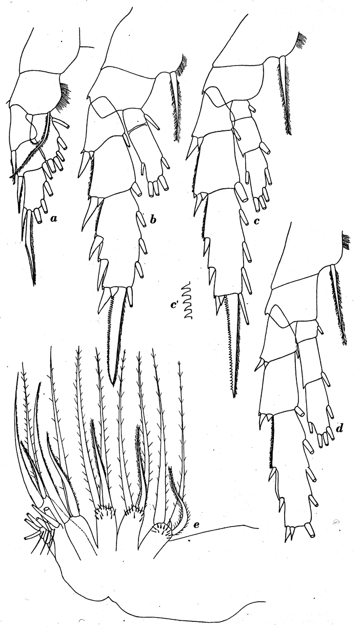 Espèce Chiridius polaris - Planche 10 de figures morphologiques