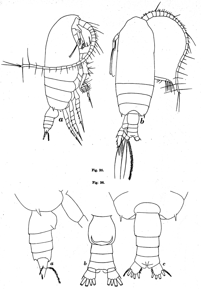 Species Gaetanus brevispinus - Plate 15 of morphological figures