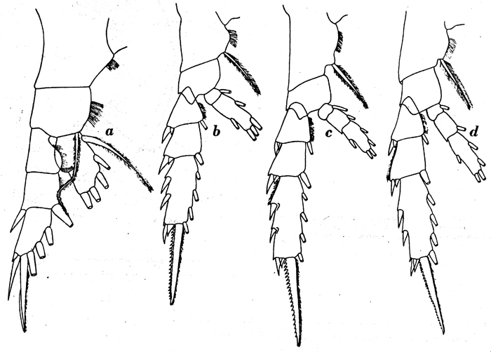 Espce Gaetanus brevispinus - Planche 18 de figures morphologiques