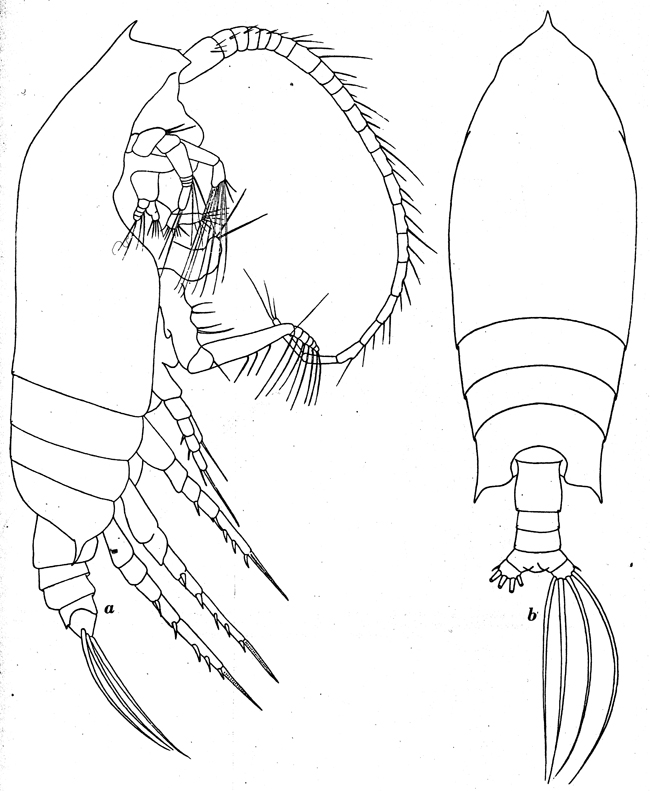 Species Gaetanus antarcticus - Plate 6 of morphological figures