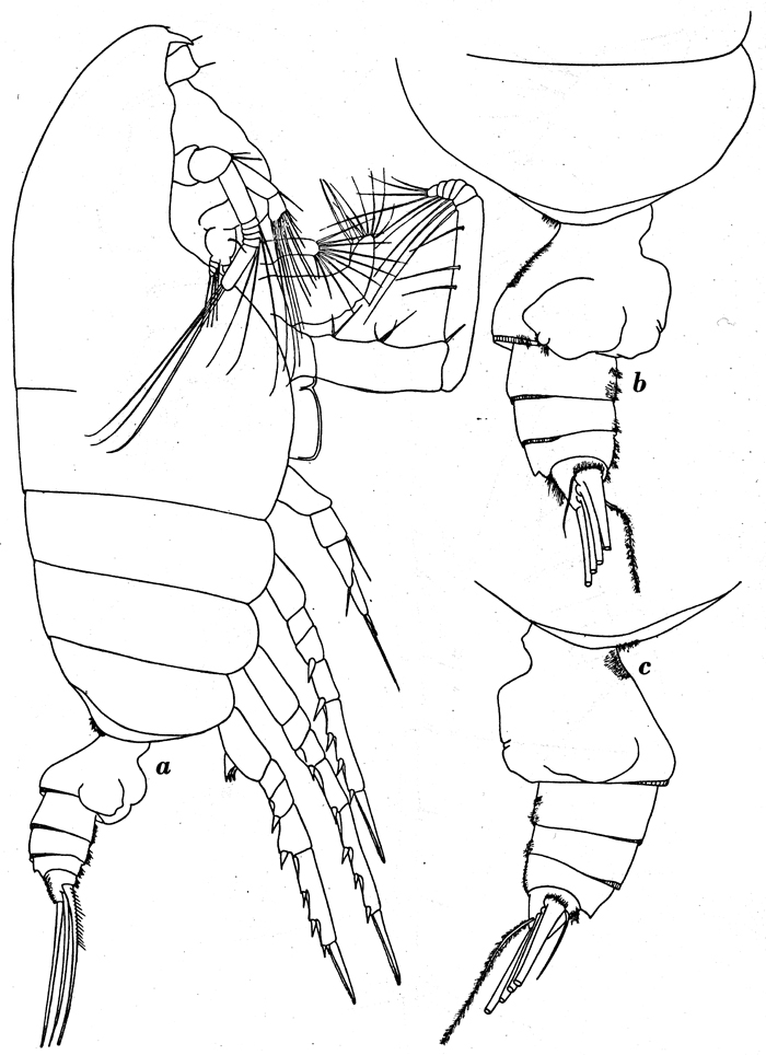 Espce Pseudochirella mawsoni - Planche 10 de figures morphologiques