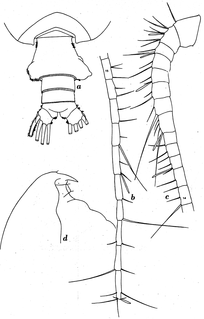 Espce Pseudochirella mawsoni - Planche 11 de figures morphologiques