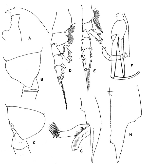Species Paraeuchaeta sarsi - Plate 4 of morphological figures