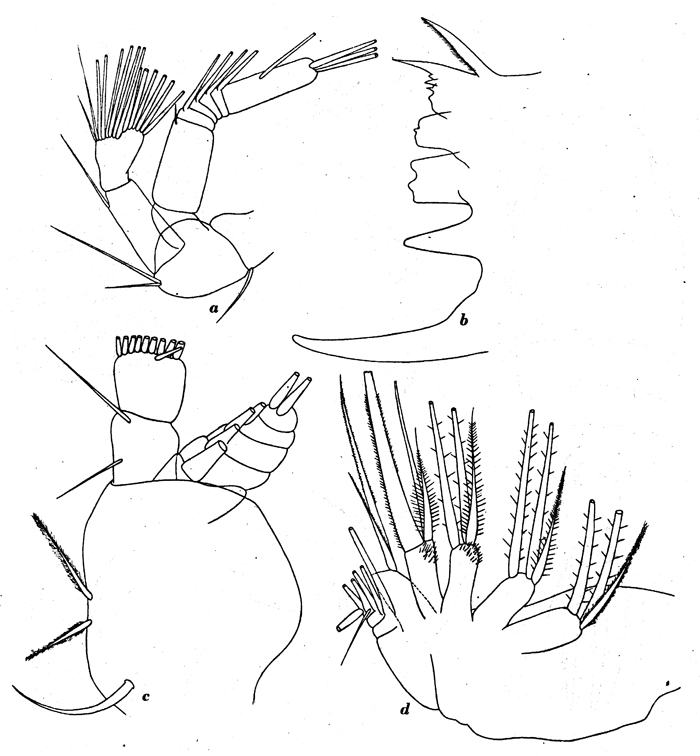 Espce Pseudochirella mawsoni - Planche 12 de figures morphologiques