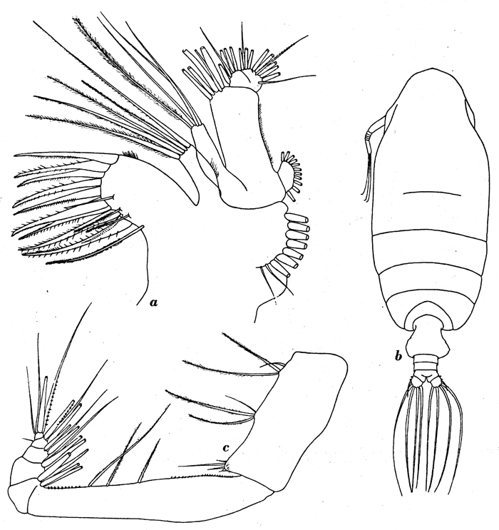 Species Pseudochirella mawsoni - Plate 13 of morphological figures