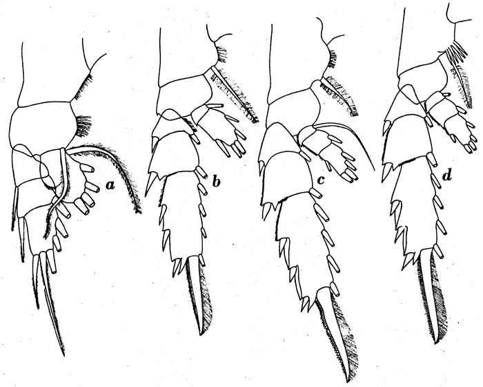 Species Pseudochirella mawsoni - Plate 14 of morphological figures