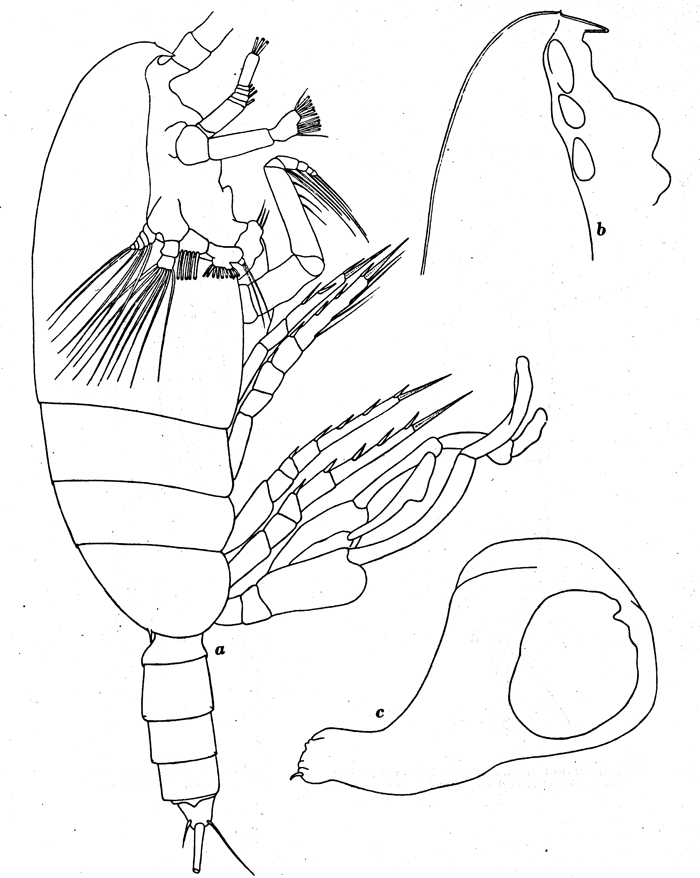 Species Pseudochirella mawsoni - Plate 6 of morphological figures